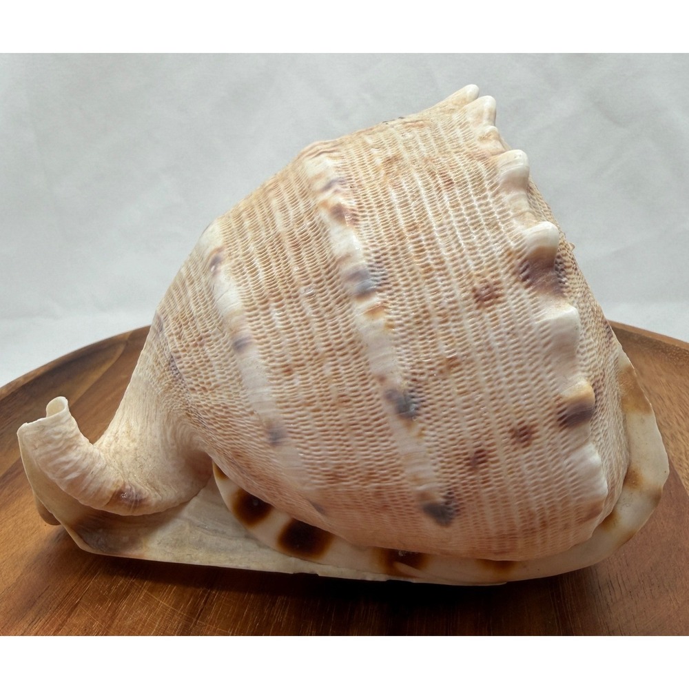 Large Natural Bulls Mouth Helmet Shell Cypraecassis Rufa Nautical Coastal Decor